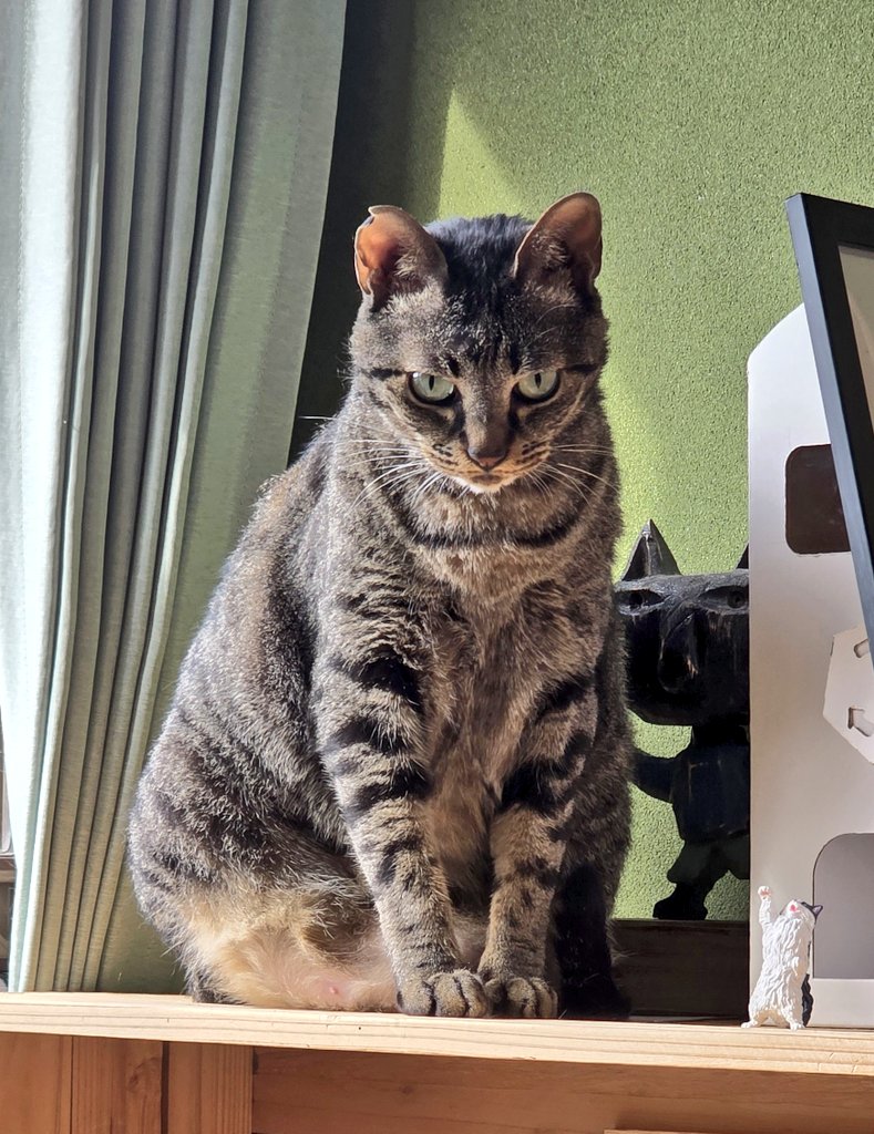 haitsukuroneko's tweet photo. それでは閉店いたします。
本日もありがとうございました🐈‍⬛🐾 https://t.co/59pG1FcELq