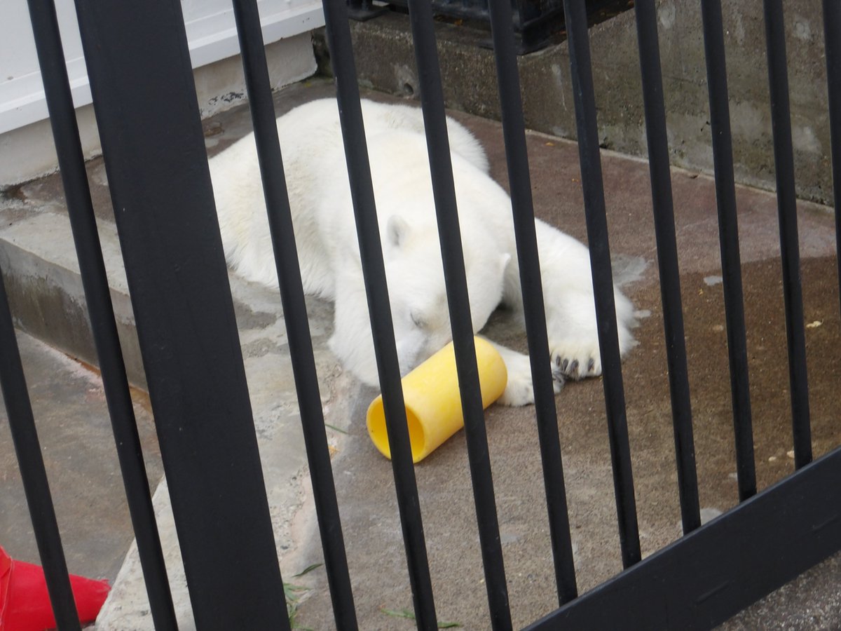 kushirozoo's tweet photo. 閉園後の #ホッキョクグマ #マルル

今日も一日、おつかれさま
明日も #コープさっぽろホッキョクグマ舎 で元気な姿をたくさん見せてね
おやすみなさい

#釧路市動物園 #kushirozoo
#釧路 #kushiro
#動物園 #zoo
#北海道 #Hokkaido https://t.co/4fhcthV2Ws