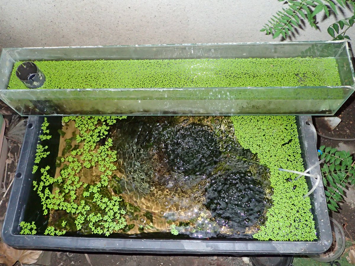 Fwpuffers's tweet photo. 培養した浮草を、熱湯で殺菌してハンバーグ状にしてみました。

不思議と、海苔みたいにまとまるんです。

浮草ってただの水草に見えますが、実はかなりの高タンパク素材。
乾燥重量では、タンパク質が30〜40％ほどあるとも言われています。
ただ、昔の日本で飢饉食として広まらなかったのは、
たぶん炭水化物が少なく、米や芋のような主食にはなりにくかったから。

でも今なら少し違うかもしれません。
水質を管理して、清潔に培養して、しっかり加熱処理できる環境なら、
浮草は“緑の旨味素材”になる可能性があります。

海外では、ミジンコウキクサを食用利用している地域もありますしね。

次は醤油で煮て、浮草の佃煮を試作してみる予定です。
見た目は海苔。
香りは青菜。
味は……どうなるんでしょうね。

※食用化は、種類の確認・水質管理・加熱処理が前提です。
#浮草 #食糧危機 #自給自足 #佃煮 #培養実験