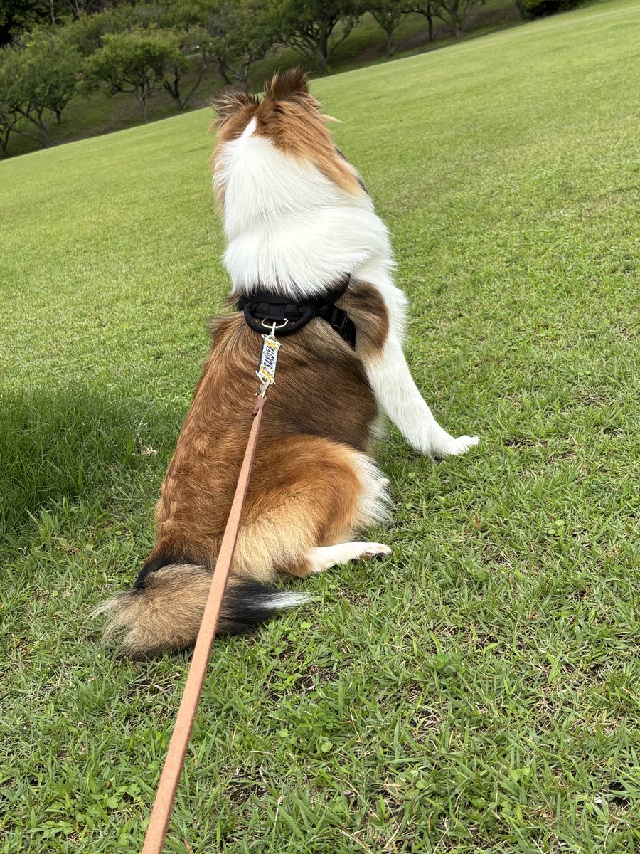 lapiscat652's tweet photo. シャンプーして耳セットして気晴らしの公園🐶
耳セットが片道1時間かかる所だからどうしても迅はお留守番になっちゃう💦明日は迅も一緒にお出かけしたいなぁ https://t.co/nP4wmw8BNy