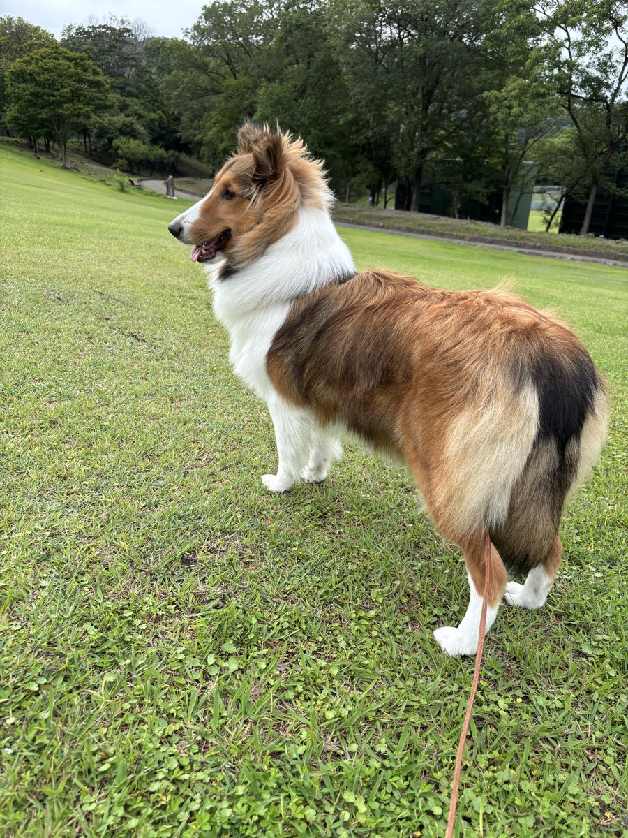 lapiscat652's tweet photo. シャンプーして耳セットして気晴らしの公園🐶
耳セットが片道1時間かかる所だからどうしても迅はお留守番になっちゃう💦明日は迅も一緒にお出かけしたいなぁ https://t.co/nP4wmw8BNy