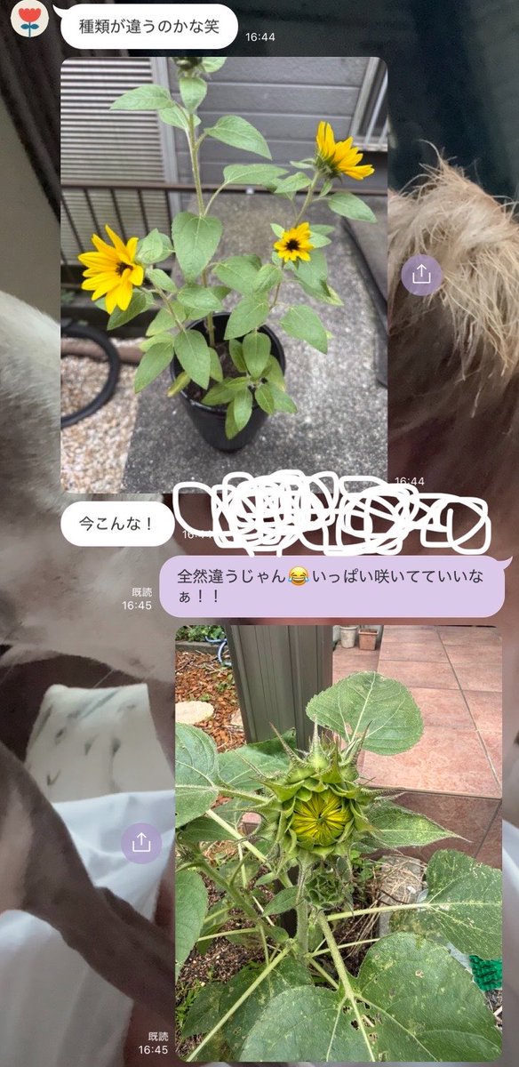 middle______i's tweet photo. 私達は同じ日に同じものを植えたんだが…
ちっこいバッタさんが花咲かないように抑えてる… https://t.co/owixUTINLA