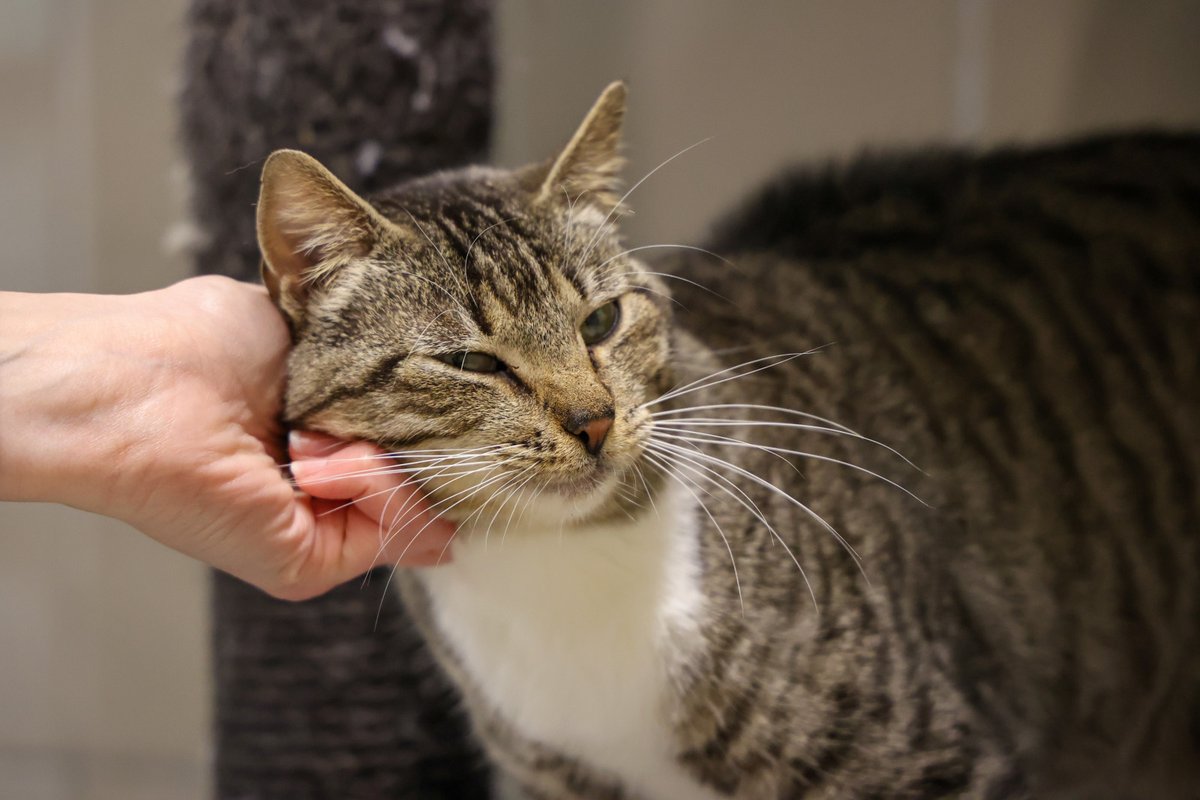 SPA_Officiel's tweet photo. La SPA et l’Institut Bonaparte officialisent un partenariat national avec une ambition commune : rapprocher l’expérience de terrain de l’expertise pédagogique afin de renforcer la formation des futurs professionnels des métiers animaliers.

Cette collaboration marque une nouvelle étape dans le rapprochement entre protection animale, monde associatif et formation professionnelle. Elle s’appuiera notamment sur :
 la co-construction de référentiels pédagogiques, dont celui de la formation Agent animalier en refuge ;
 l’intervention de professionnels de la SPA auprès des étudiants ;
 l’accueil de stagiaires au sein des refuges et dispensaires de l’association.

À travers ce partenariat, la SPA partage son expérience et son expertise du terrain : le fonctionnement des refuges, les missions quotidiennes auprès des animaux, les exigences éthiques du métier et les bonnes pratiques essentielles à leur protection.
Pour l’Institut Bonaparte, cette alliance renforce l’ancrage professionnel de ses formations et permet aux étudiants de bénéficier d’un lien privilégié avec un acteur historique de la protection animale. Avec ses 11 campus en France, l’Institut poursuit ainsi son objectif : proposer des parcours au plus près des besoins réels du secteur.

🤝 Ensemble, la SPA et l’Institut Bonaparte s’engagent à faire émerger une formation de référence, en phase avec les réalités du terrain, au bénéfice des étudiants, des professionnels, et des animaux.