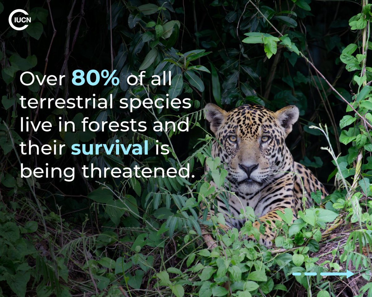 IUCN's tweet photo. Forests shape entire landscapes by regulating water flows, maintaining healthy soils and supporting communities during climate stress. 

When they are degraded, these natural protections weaken, leaving people and species more vulnerable and ecosystems less resilient.

🔗Learn more https://t.co/0AA19ZDJj9