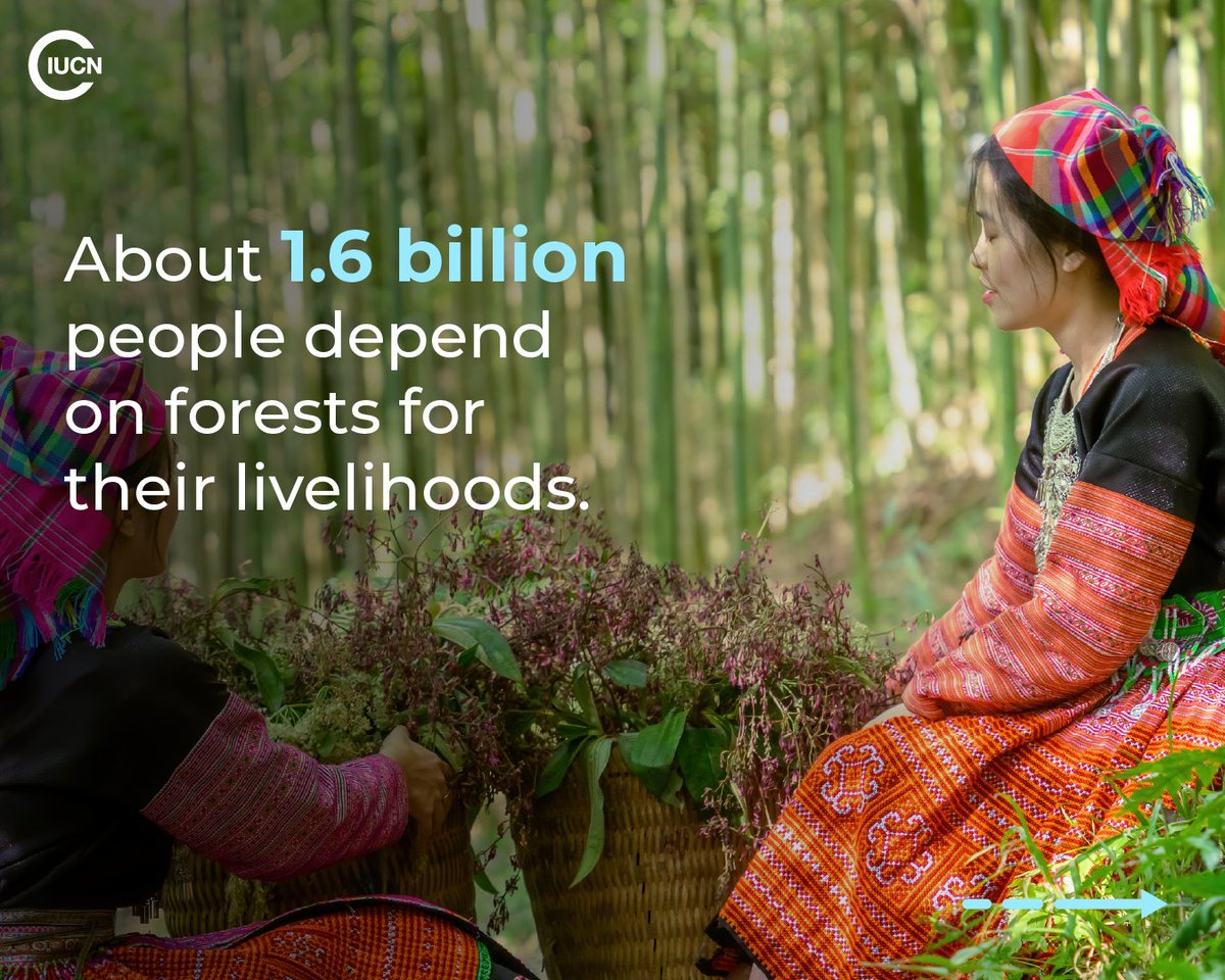 IUCN's tweet photo. Forests shape entire landscapes by regulating water flows, maintaining healthy soils and supporting communities during climate stress. 

When they are degraded, these natural protections weaken, leaving people and species more vulnerable and ecosystems less resilient.

🔗Learn more https://t.co/0AA19ZDJj9