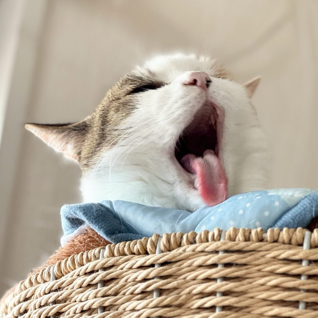 catsitterLien's tweet photo. ごはん&amp;マッサージセット
個別無料相談付き
⁡
受付は本日まで
⁡
https://t.co/ojJf0h7hin⁡
⁡
いつも気づいたことや、質問に無償でお答えしているけど、學んでくれる方にだけお伝えするようにしようかな…とか最近思っちゃう。
わたしの知識も経験も、相談を受けている時間も、タダじゃない。 https://t.co/LpEDOXcCTr