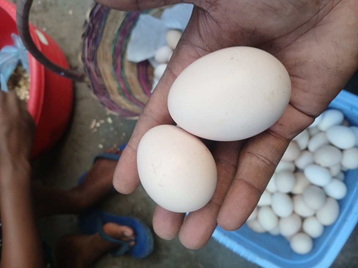 Director_Reuben's tweet photo. Usichague yai kubwa kwa sababu linaonekana "bora". 

Kwenye incubation, yai kubwa sana linaweza kuwa na yolk mbili, na yai dogo sana mara nyingi hutoa kifaranga dhaifu.

Kwenye ufugaji, maamuzi madogo ndiyo huleta matokeo makubwa.
#msukumafarm https://t.co/Ug4qI1v1pP