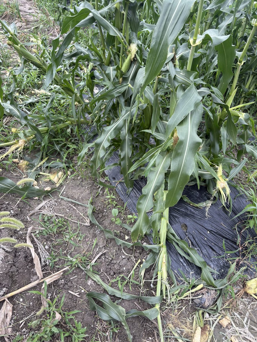 Miming335's tweet photo. 🌽とうもろこしまた獣にやられた
もう絶対許さない https://t.co/aDEbGXxIMw