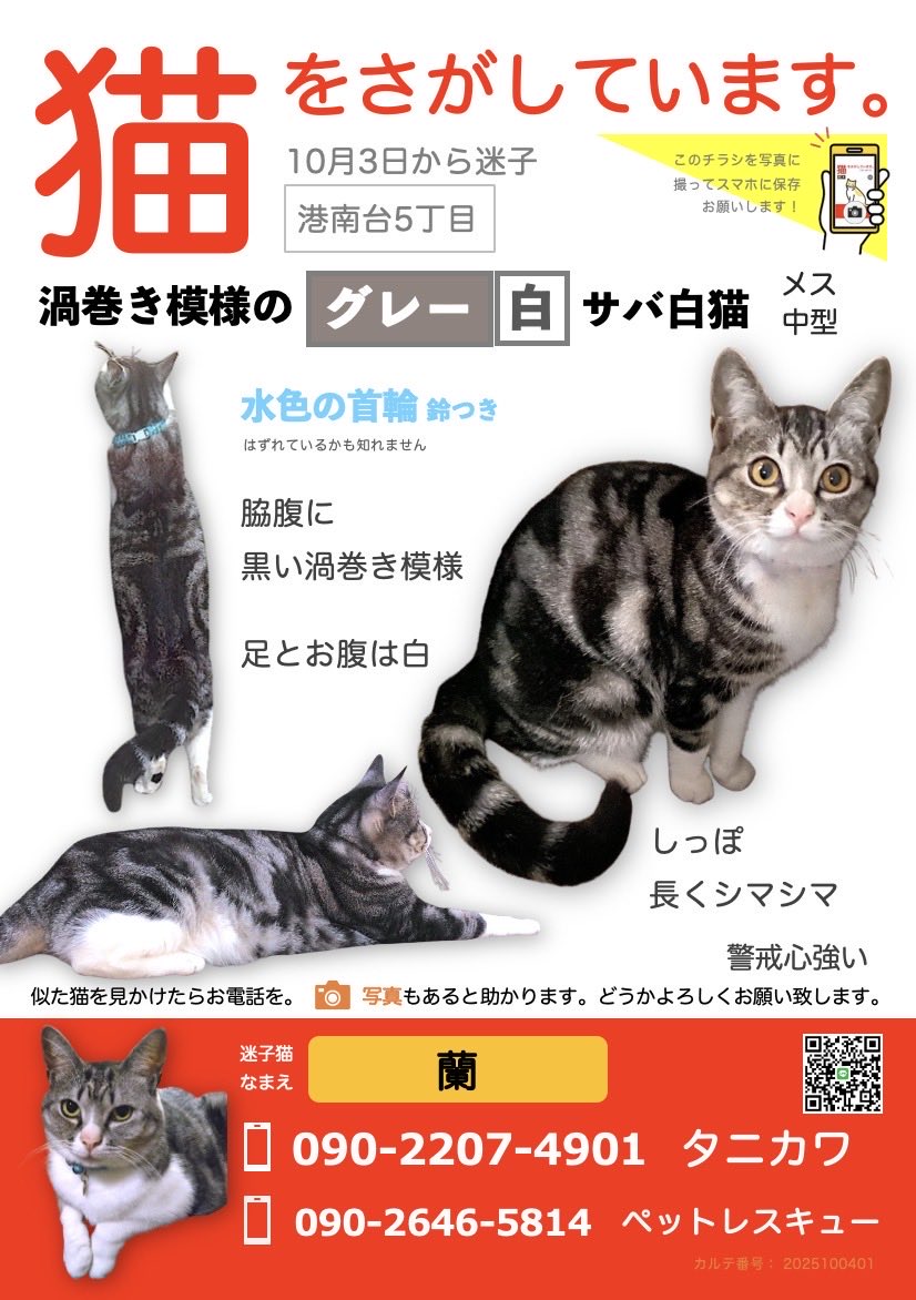 animal_rescue03's tweet photo. 蘭ちゃん、今も家に帰りたがっています…

2025年10月3日、横浜市港南区港南台5丁目でサバトラ白猫の蘭ちゃんが迷子になりました。

見かけた方、保護された方がいましたらご連絡ください。
小さな情報でも希望になります。

DM or @fMQPxYbFZh79065までお願いします🙏

#迷子猫 #サバトラ白 #港南区 #横浜迷子猫 #拡散希望