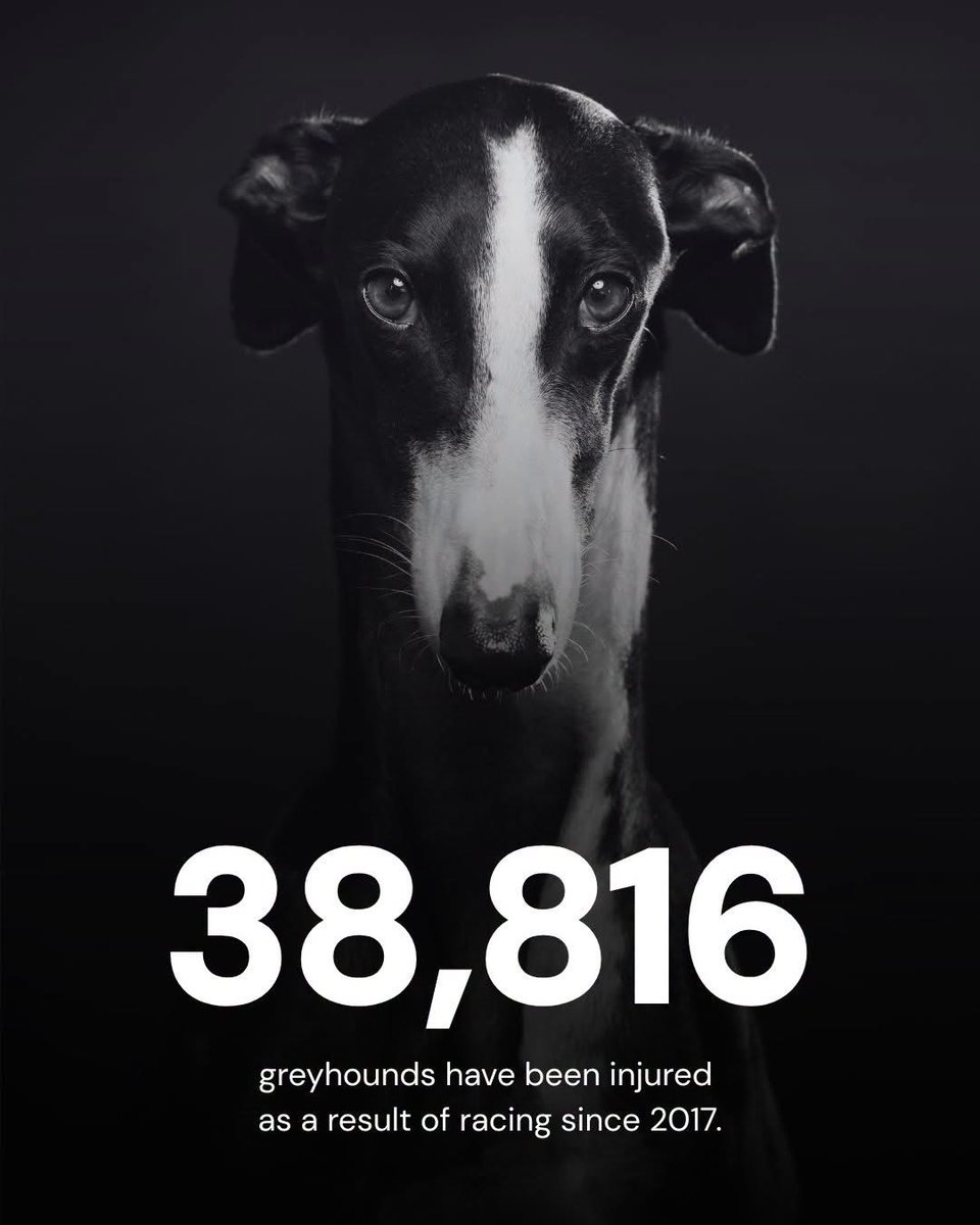 domdyer70's tweet photo. Since 2017, 38,816 greyhounds have been injured as a result of racing. Let that sink in.

That's 38,816 beautiful dogs left hurt and in pain because profit and entertainment have been put before their welfare.

Greyhound racing must end. Every dog deserves a life free from this cruelty.

Stand with us and demand a UK-wide ban on greyhound racing.

Support our calls to ban greyhound racing for good. https://t.co/PREdKGwsAz

Figures provided by Greyhound Board of Great Britain Animal Aid