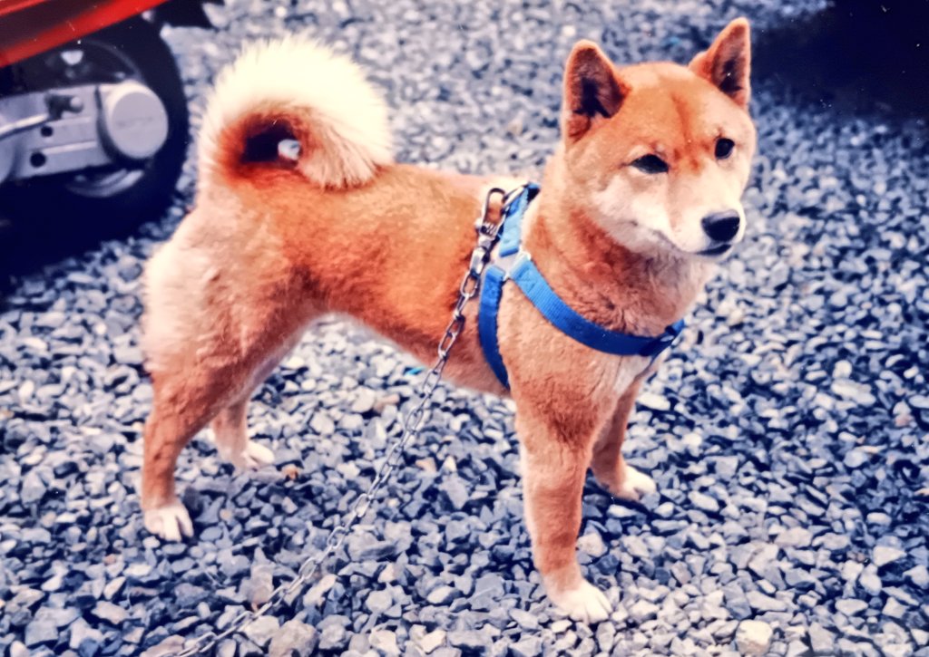 昔飼っていた柴犬の写真を 見つけました❗ 約30年前です。 また犬を
