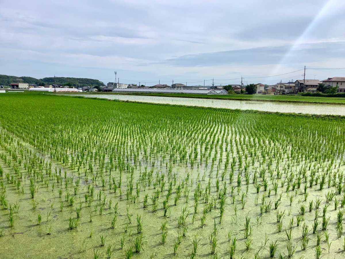 itigo_kouich's tweet photo. 2026/7/7
七夕🎵ホッコリしたくて「音楽とコーヒー愛」へ
前から気になっていたカフェラテ･シェケラートを注文！
甘さと苦味がガツンと効いて美味！
頭をスッキリし疲れもとりたい方にお勧め！
近くの畑の那須が順調に育ってます。
#戸田明香音
#コマツマサアキ
#音楽とコーヒー愛
#ナス
#田圃 https://t.co/wrX1wyOhDf