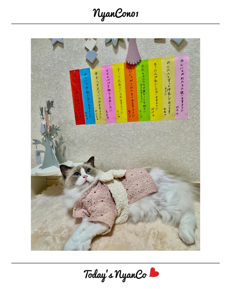 NyanCon01's tweet photo. 今日のニャンコ♡ 

#nyancon01
#cat https://t.co/UF5cQMTqGt