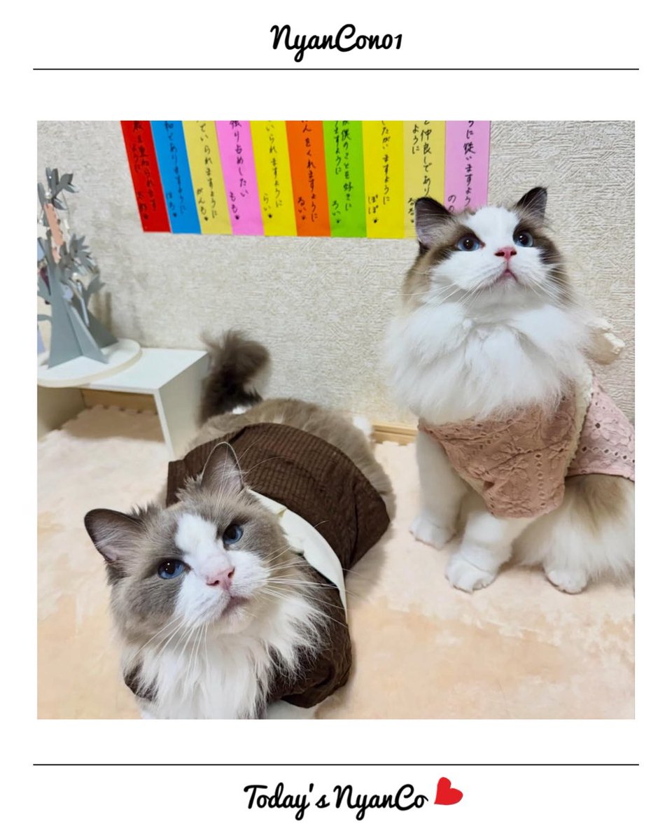 NyanCon01's tweet photo. 今日のニャンコ♡ 

#nyancon01
#cat https://t.co/UF5cQMTqGt