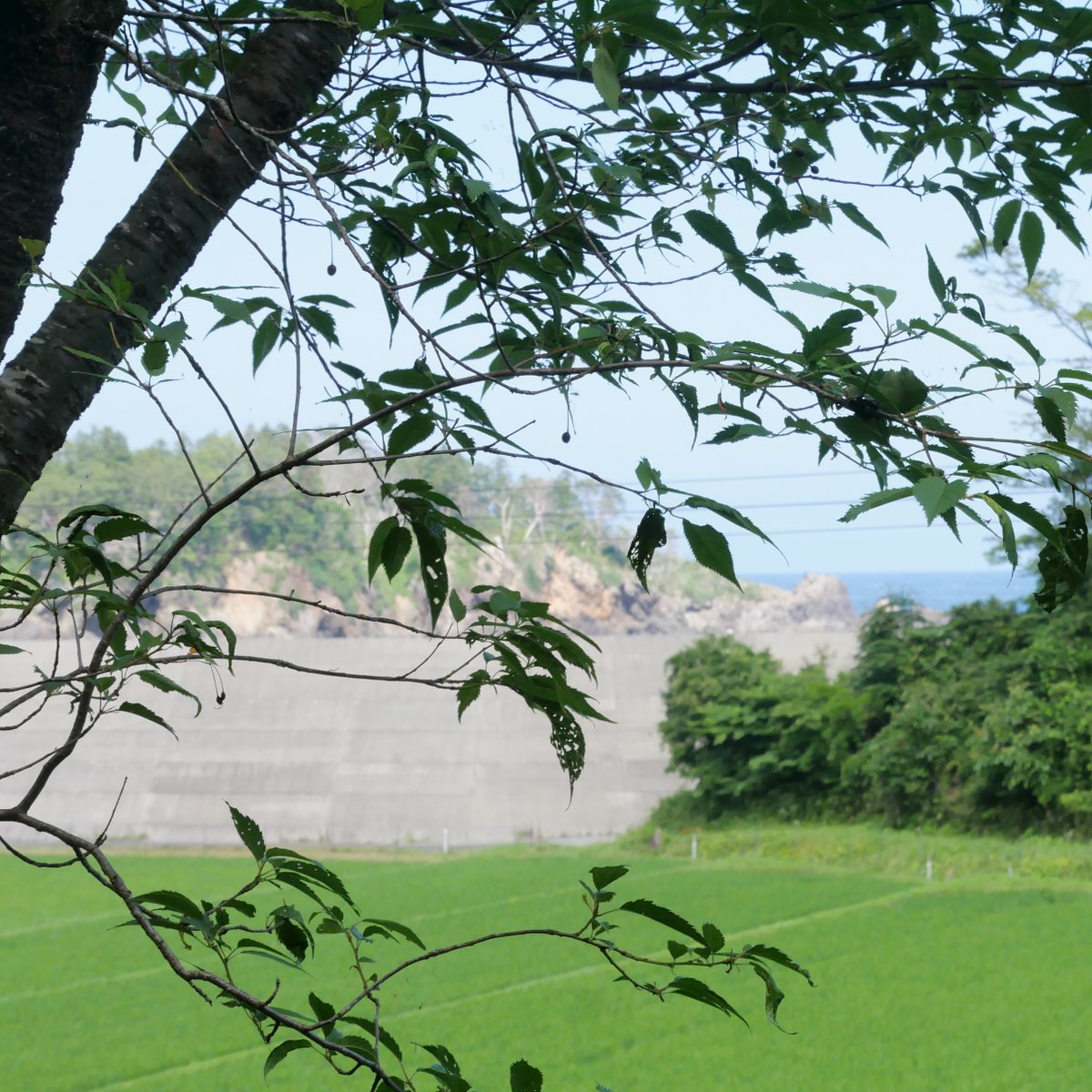 sakuraline311's tweet photo. 本日の現場は広田町長洞地区🌸
2012年に植樹した24本の桜の草刈りを行いました。スタッフ2人で黙々と作業し、半日で完了！
今週末は30℃近くまで気温が上がる予報☀️
時間帯を工夫しながら、こまめな水分補給・休憩を取りつつ、熱中症対策を徹底して作業を進めます💪
#桜ライン311 https://t.co/BvV4tlmITn