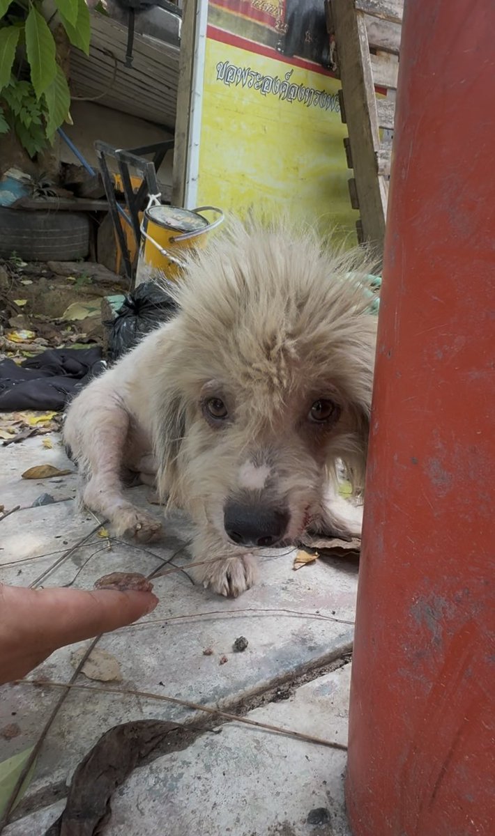 wearehappydoggo's tweet photo. It is always heartbreaking when pet dogs are dumped to fend for themselves, because they simply do not know how to survive on the streets. When we found little Rod Steward, he was completely lost and miserable after being abandoned. But everything changed the moment he arrived at Happy Doggo Land. After getting all the medical treatments he needed and finally feeling safe, his beautiful personality came shining through. Today, he is a joyful boy who just loves every single person he meets. We love you so so much, little Rod. ❤️