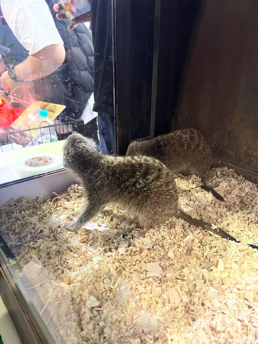NGreck's tweet photo. My team accidentally turned our all-hands meeting into a pet showcase—everyone’s bringing their office pals, and now half the agenda’s just dog pics. Win-win https://t.co/0j37V7Kor0