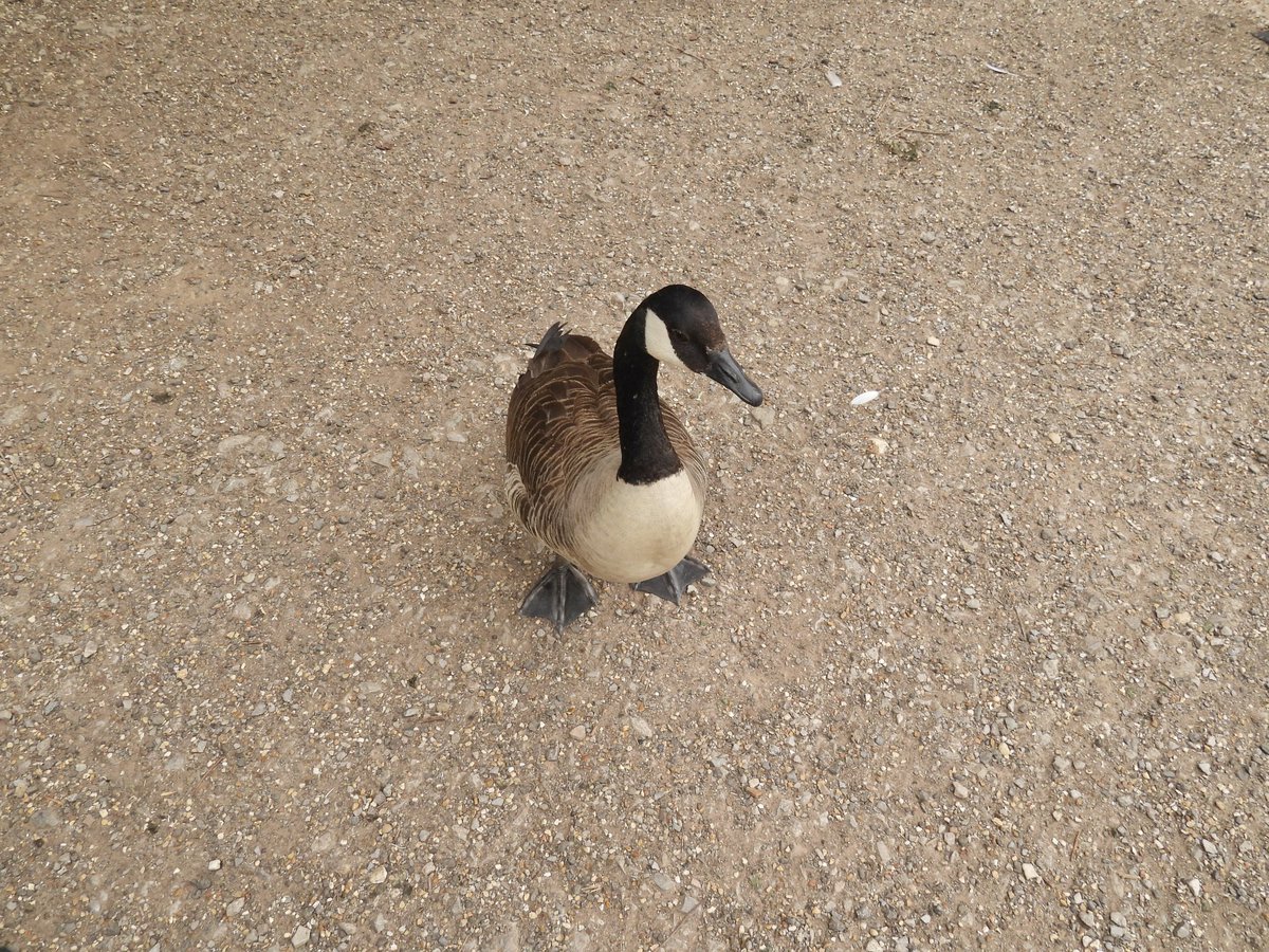 Palumbus_Pics's tweet photo. Small #canadagoose https://t.co/qcpW1atHi6