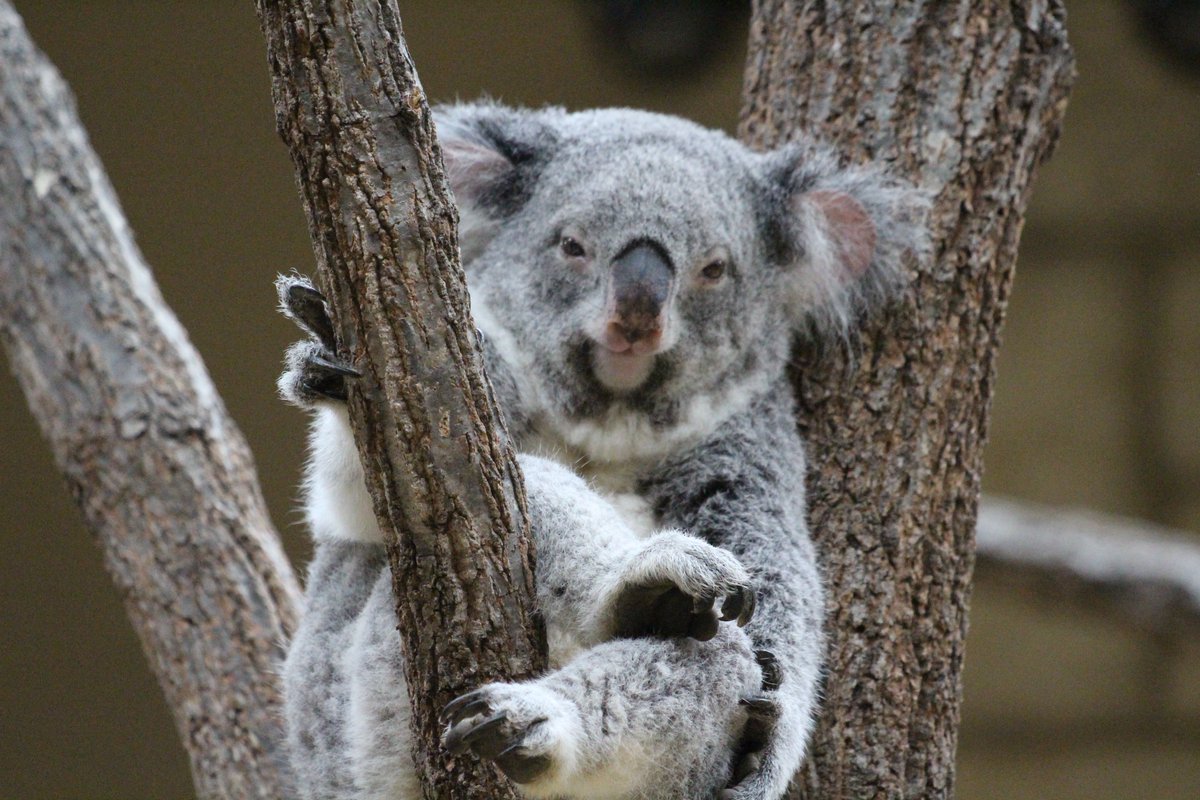 🐨＜ このかわいい足の裏を見よっ！ お誕生日おめでとう🎈ずっと