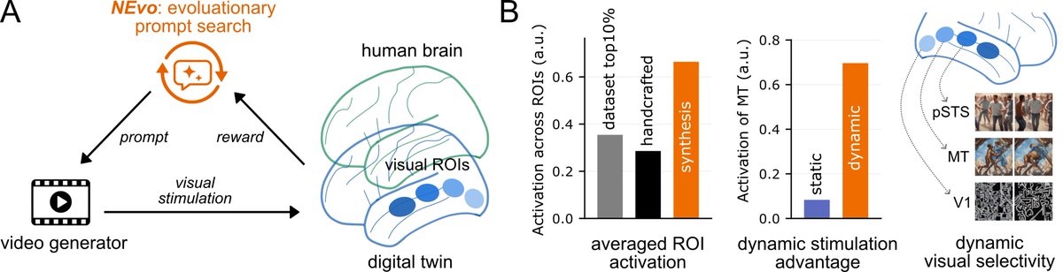 yingtian_david's tweet photo. 🚨 NEW PREPRINT

Videos strongly shape activity across the visual cortex. But can we design videos that maximally drive specific brain regions?

We present NEvo 🧬🧠 — a neural-guided evolutionary framework that synthesizes videos to maximally activate target visual ROIs.

(1/10) https://t.co/l33jdrvYn3