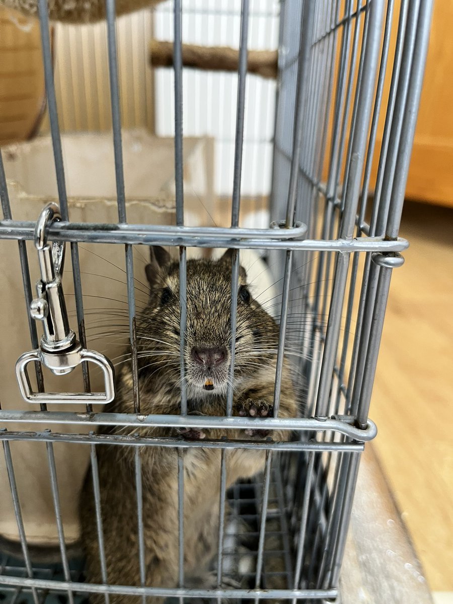 Mikamw63's tweet photo. へたっぴわっふるのカラカラ
#デグー https://t.co/LkJhtCg7Oy