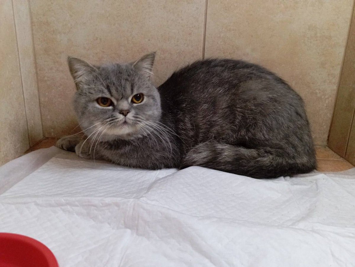 MBelyj2972's tweet photo. Одесса. Котик Брит ищет своих хозяев или новый дом.
Брит появился на улице больше месяца назад. Все это время он прятался в подвале и боялся выходить к людям. Лишь недавно голод заставил его выйти, и, к счастью, на его пути встретился добрый человек, который начал его подкармливать.
Сейчас Брит находится под наблюдением врачей в ветеринарной клинике на ул. Сахарова, 36. Ему уже сдали необходимые анализы, и он получает необходимую помощь.
Возможно, Брит потерялся, и его кто-то ищет. Если вы узнали котика или знаете его хозяев, пожалуйста, свяжитесь с нами.
Если же хозяева не найдутся, Бриту очень нужен новый дом, где его будут любить и больше никогда не предадут.
Пожалуйста, помогите распространить эту публикацию. Возможно, именно ваш репост поможет Бриту вернуться домой или обрести любящую семью. ❤️