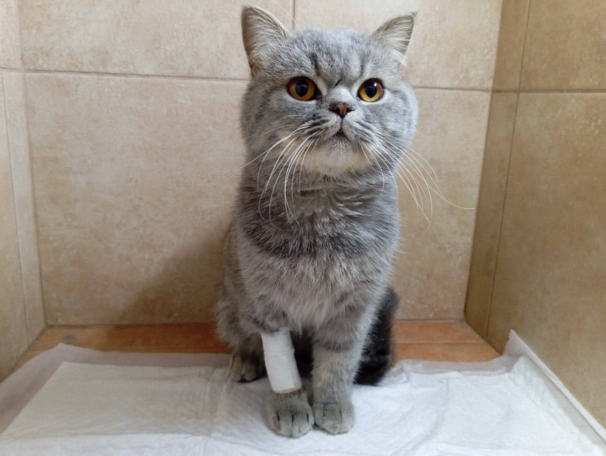 MBelyj2972's tweet photo. Одесса. Котик Брит ищет своих хозяев или новый дом.
Брит появился на улице больше месяца назад. Все это время он прятался в подвале и боялся выходить к людям. Лишь недавно голод заставил его выйти, и, к счастью, на его пути встретился добрый человек, который начал его подкармливать.
Сейчас Брит находится под наблюдением врачей в ветеринарной клинике на ул. Сахарова, 36. Ему уже сдали необходимые анализы, и он получает необходимую помощь.
Возможно, Брит потерялся, и его кто-то ищет. Если вы узнали котика или знаете его хозяев, пожалуйста, свяжитесь с нами.
Если же хозяева не найдутся, Бриту очень нужен новый дом, где его будут любить и больше никогда не предадут.
Пожалуйста, помогите распространить эту публикацию. Возможно, именно ваш репост поможет Бриту вернуться домой или обрести любящую семью. ❤️
