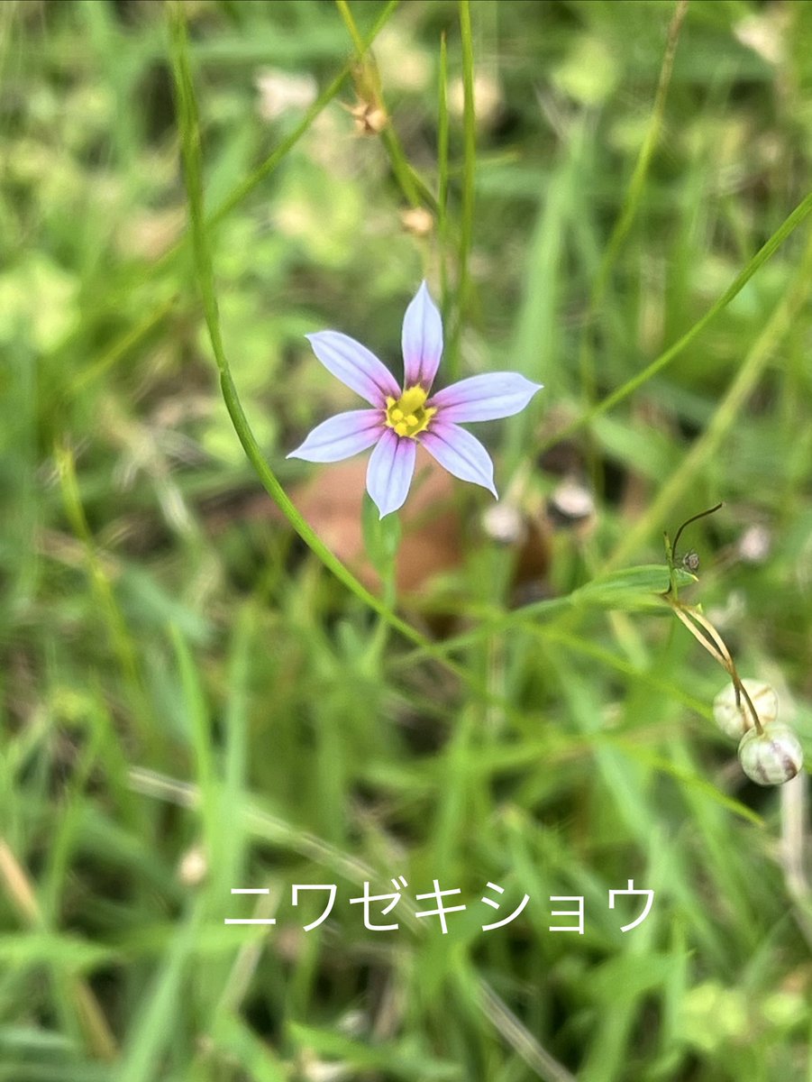 Junko_Squirrel's tweet photo. 今日の散歩 https://t.co/97rvD1DeMt