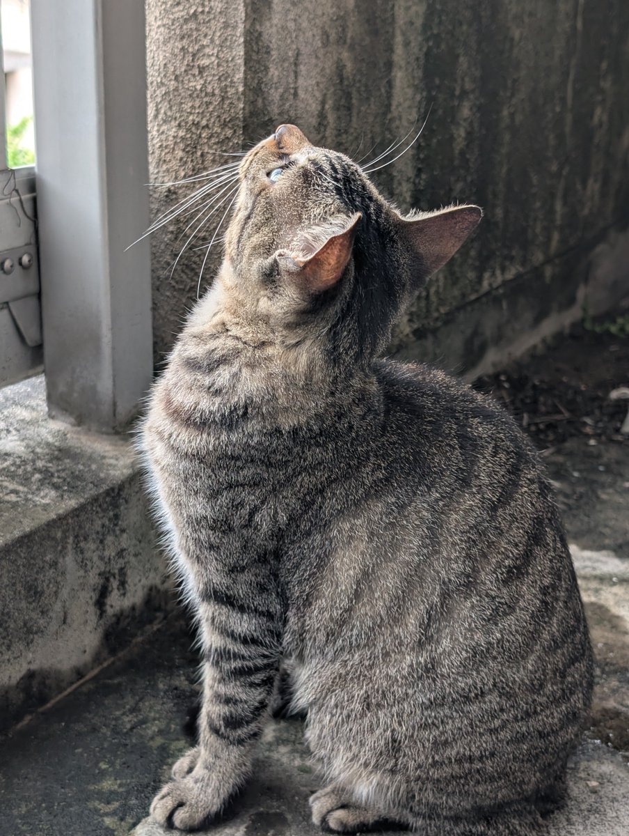 RkbKak's tweet photo. 春ちゃん…お空見てる…
まさか…彦星さんを待ってるんか😱

春ちゃんダメですよ😤
１年に１回しか逢いに来ない男は
絶対許しません😖

彦星さん近づいて来たら
パパが全力で阻止します🫡💪 https://t.co/HDrSU1LHq3