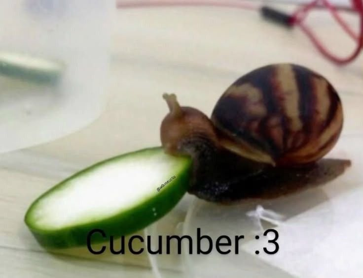 Crispy na Cucumber🥒 tweet media