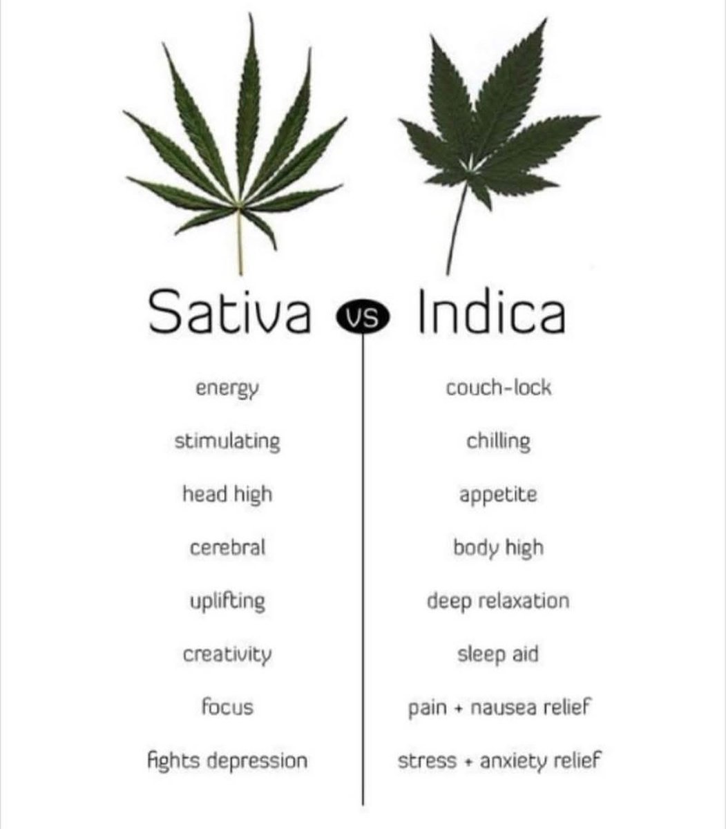 positiveminnd's tweet photo. Which one fits your vibe better Sativa or Indica? https://t.co/lZAMky05Uq