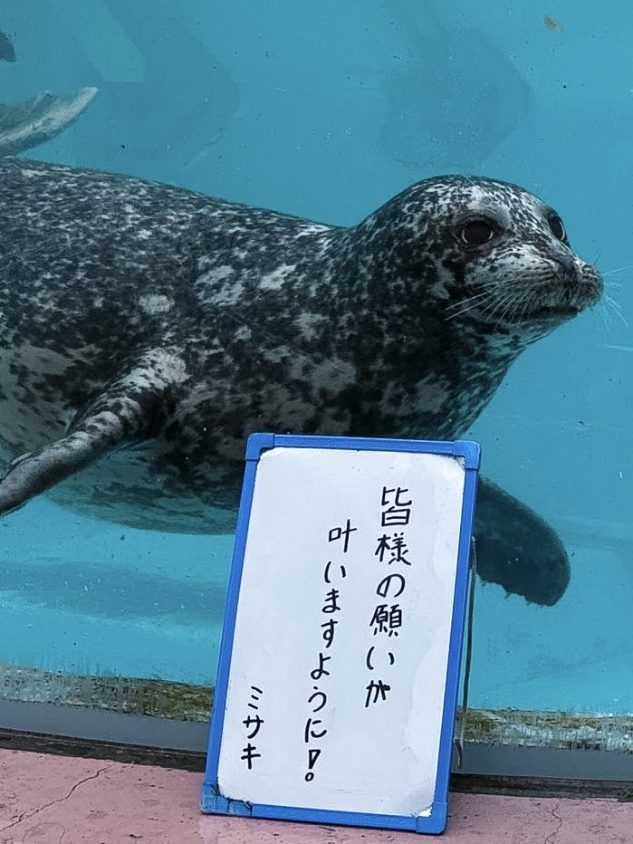 marinepark_nixe's tweet photo. 本日は七夕ということで、ゼニガタアザラシのミサキと皆様の願いが叶うことを願っています！

#登別マリンパークニクス https://t.co/5dJBbWrrBM