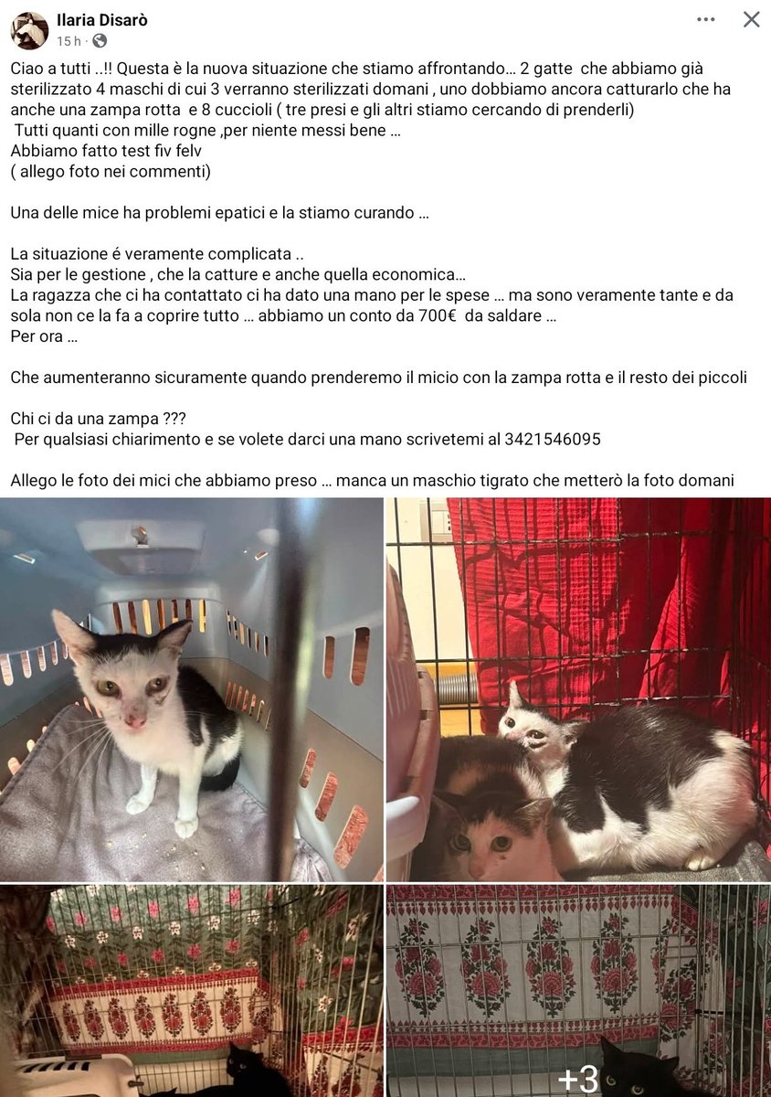 unonlus's tweet photo. 🚨 Emergenza #gatti a Padova! 🐾 2 gatte sterilizzate, 4 maschi (uno con zampa rotta da catturare) e 8 cuccioli da trarre in salvo. Molti malati, conto dal veterinario già a 700€. Chi può dare una mano? Per info e aiuti contatta il 3421546095. Condividete! RT 
#uadapadova https://t.co/qnYbZr0cLa