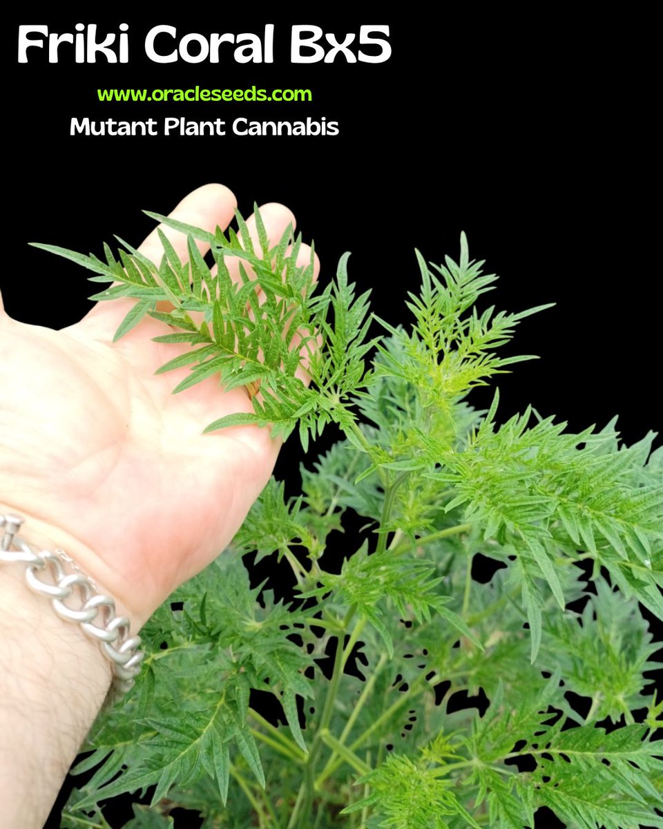 Oracle_Seeds's tweet photo. 🇺🇸 💥 Friki Coral Bx5. So rare, you simply can't look away. 🌱
🇪🇸 💥 Friki Coral Bx5. Tan rara que es imposible apartar la vista. 🌱
https://t.co/W8jIrenPEf
#OracleSeeds #SeedBank #CannabisSeeds #MutantCannabis #CannabisCommunity #Autocultivo #Mmemberville https://t.co/owIVYz6Ulw