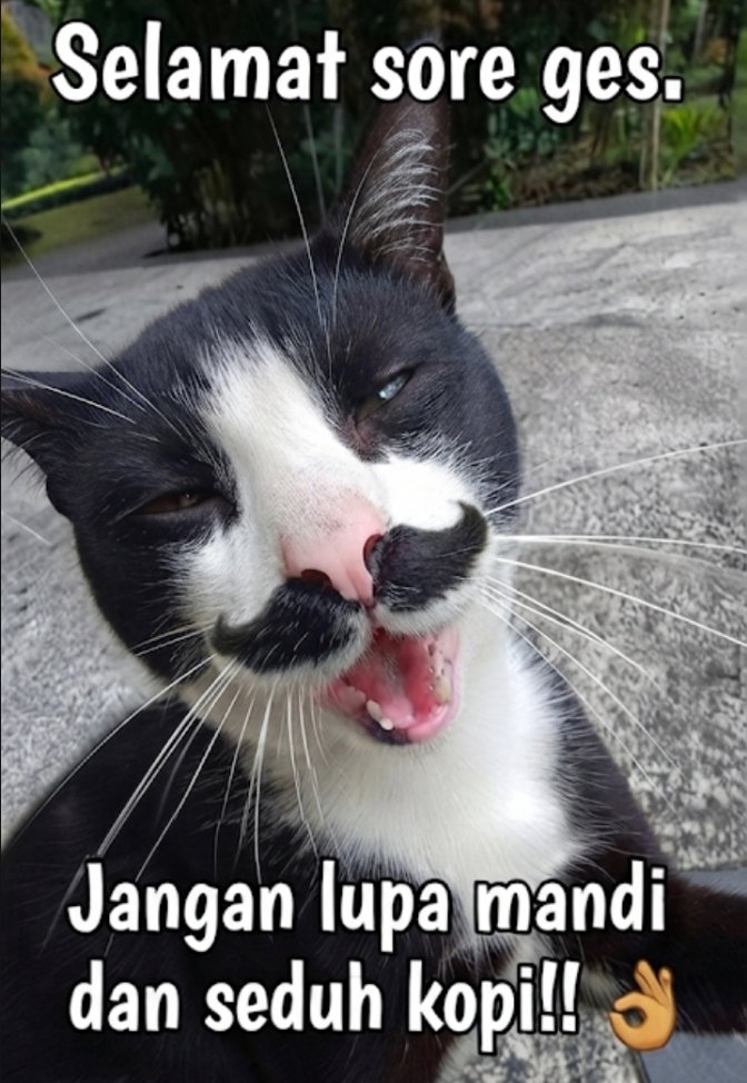 LahKeder's tweet photo. Salam santuy dari Cat Raden. 😜☕ https://t.co/K80sO5NqfL
