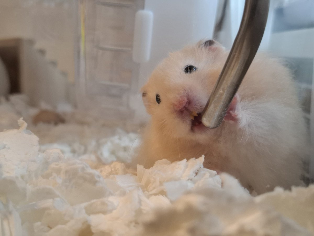 歌ってるね？🐹🎤🎶 #ハムスター