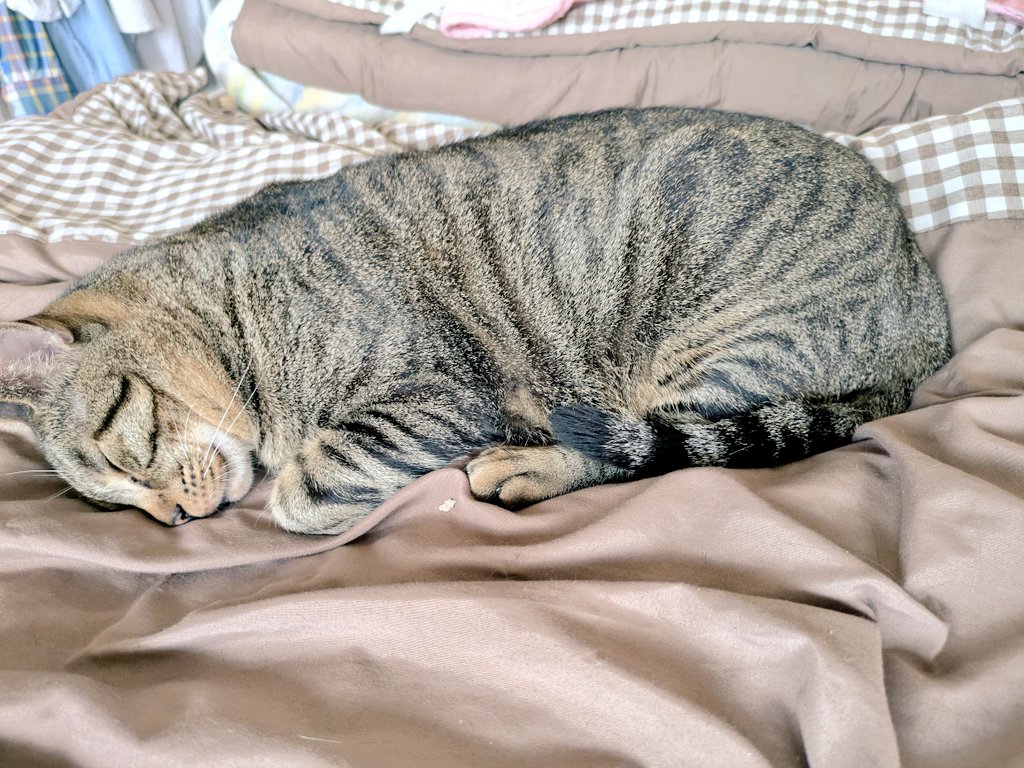 8pTiu's tweet photo. 今日は少し離れて
仲良し兄弟☺️😺🐱✨ https://t.co/rjF0mjeAnV