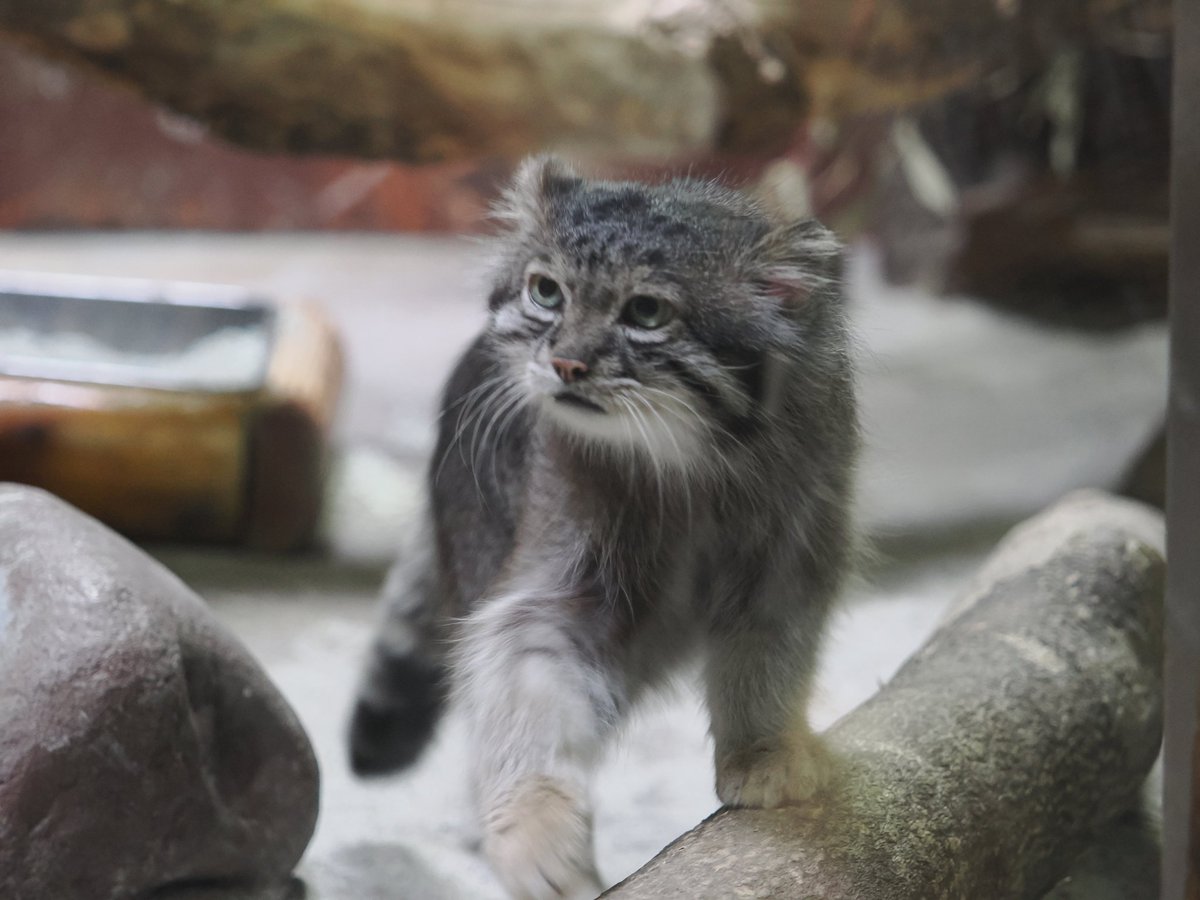 ponsemu's tweet photo. 2026.07.07.上野動物園。

マヌルネコ、クリョン。

一昨日フィーガ見ているから、上野の暗さが・・・

週二くらい行って、慣れないとつらい。 https://t.co/1h6HH2vslu
