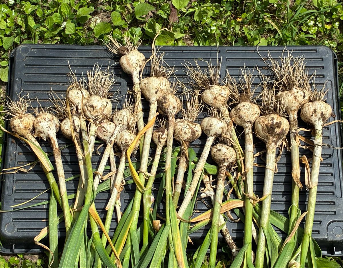 heiwafarm's tweet photo. ニンニクを収穫し、その後に九条ネギを植え、やっと届いた安納芋の苗を植えました。（定植時期としてはかなり遅い）安納芋は生育が早い方でわないが、今年の猛暑ならギリギリ間に合うかも。 https://t.co/LhbgGorVcW