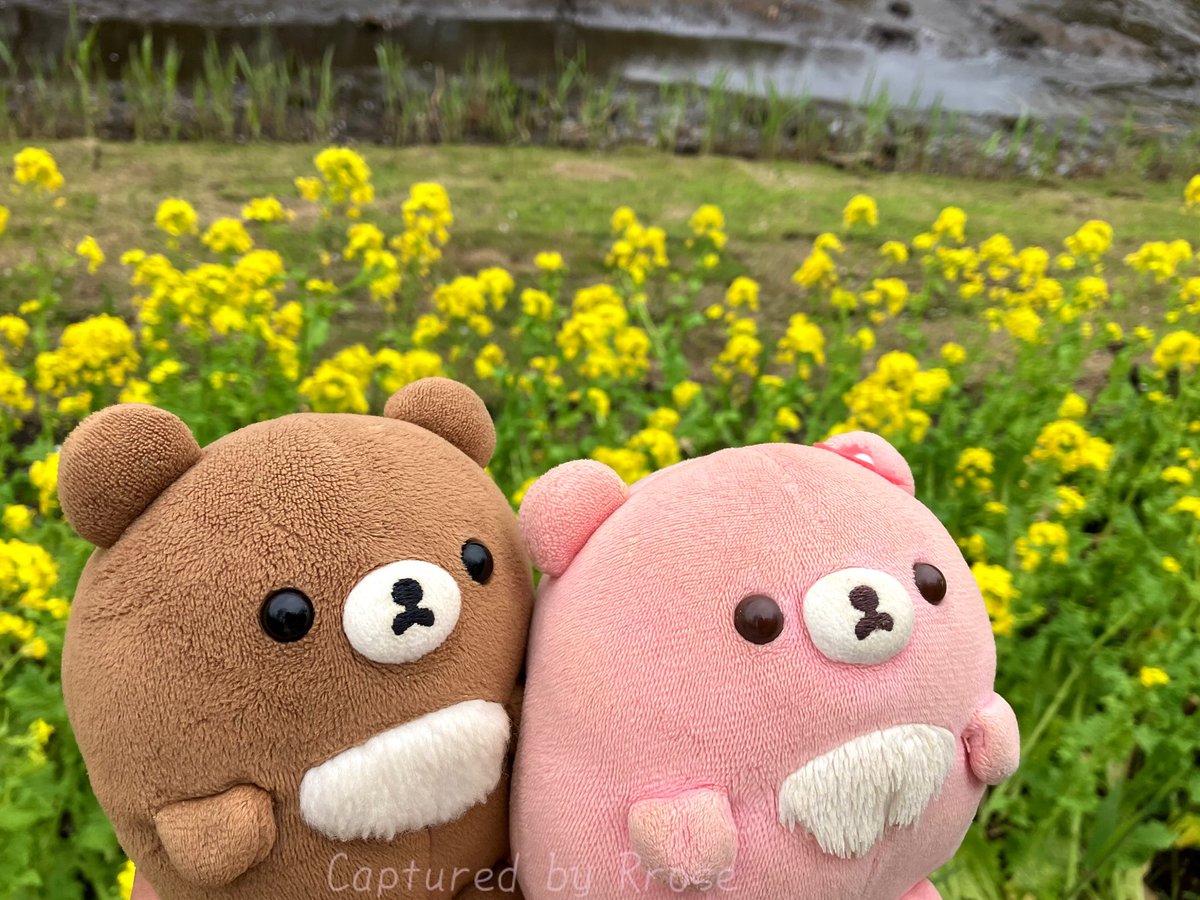 春のもちもち大行進🍀 華やかで楽しかったがおぉ🐣🐻💕 暑い夏は、ご