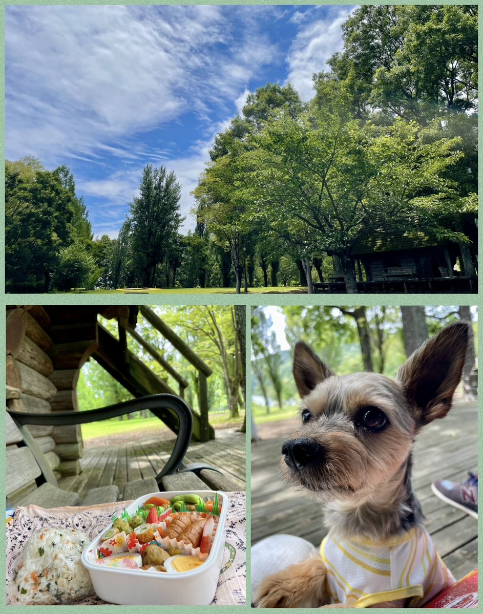 nagataniya0904's tweet photo. 1日お疲れ様でした😊 クラフトパークにも夏が来たーー🌻🌻 そんな暑い身延でした💦 涼しい木陰で🍃𓂃𓈒𓏸︎︎︎︎いつもの🍙🍱を😋💕  小夏も(*ˊ˘ˋ*)｡♪:*°るんるん    今夜もゆっくりしましょうね♪ #身延町 #身延山 #犬のいる暮らし #永谷屋 https://t.co/73DpT0nSua
