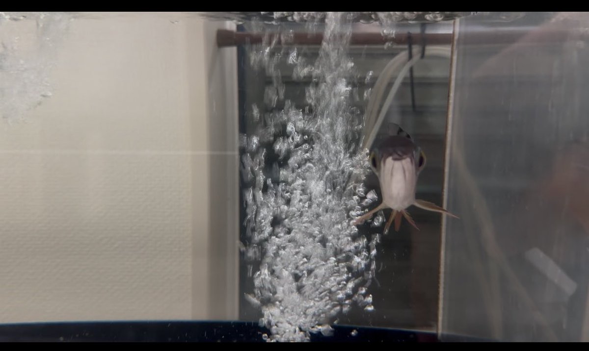 arowanagang's tweet photo. アロワナってむかってくる時の顔可愛いよな笑

動画でこの画角撮るの一瞬すぎてむずいし、でかなったら奥行きないと撮りにくいベビー時の楽しみやで👍

#アロワナ  #熱帯魚 https://t.co/iObuc02eLZ