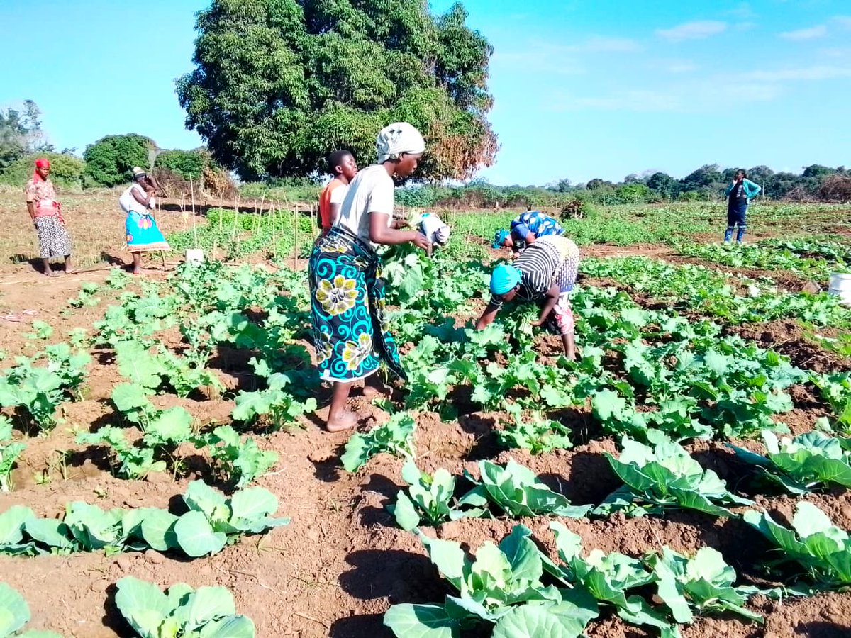 AzadaVerde's tweet photo. En la asociación agrícola de Mangunde, Doña Elisa Mugadui ha cosechado 27 kg de coles.

Detrás de esta cosecha hay formación, riego solar, agricultura sostenible y una comunidad construyendo un futuro con más oportunidades.

💚 Gracias por hacerlo posible. https://t.co/CpYtAS3qjf