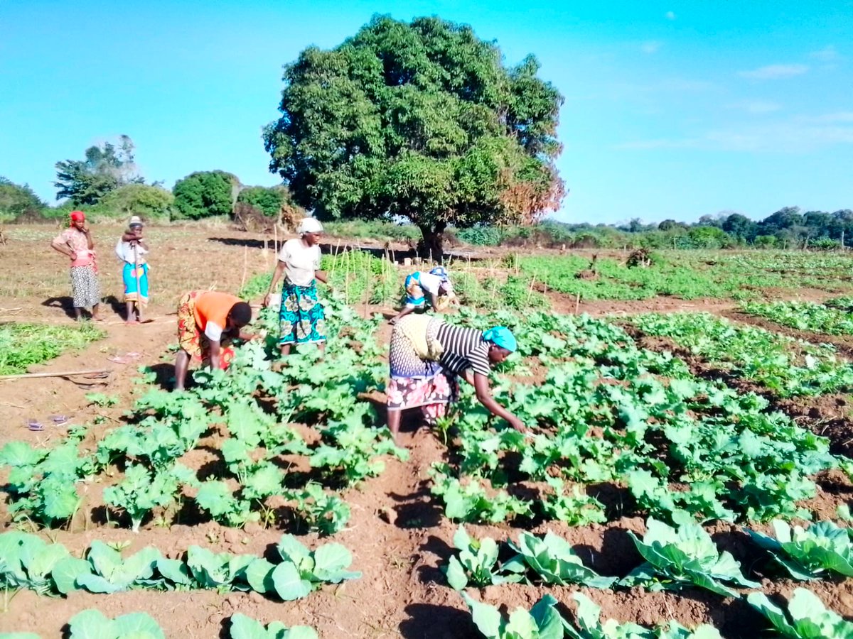 AzadaVerde's tweet photo. En la asociación agrícola de Mangunde, Doña Elisa Mugadui ha cosechado 27 kg de coles.

Detrás de esta cosecha hay formación, riego solar, agricultura sostenible y una comunidad construyendo un futuro con más oportunidades.

💚 Gracias por hacerlo posible. https://t.co/CpYtAS3qjf