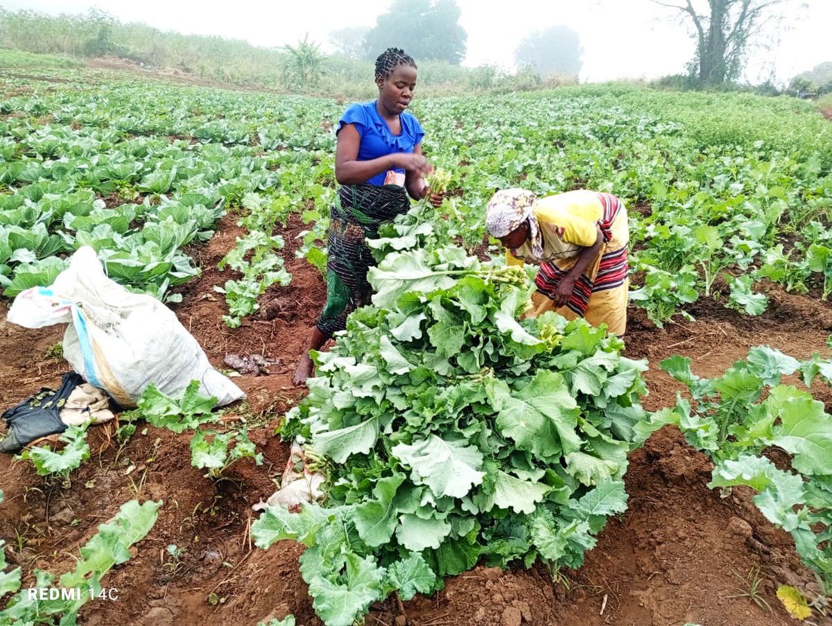 AzadaVerde's tweet photo. En la asociación agrícola de Mangunde, Doña Elisa Mugadui ha cosechado 27 kg de coles.

Detrás de esta cosecha hay formación, riego solar, agricultura sostenible y una comunidad construyendo un futuro con más oportunidades.

💚 Gracias por hacerlo posible. https://t.co/CpYtAS3qjf