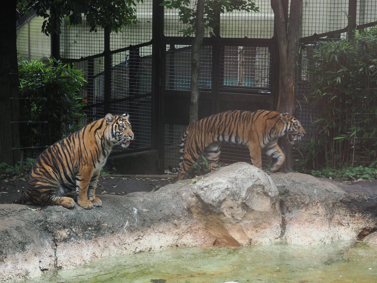ponsemu's tweet photo. 2026.07.07.上野動物園。

マヌルネコ以外。

アジアゾウ、久しぶりにメスの写真撮った。

スマトラトラ子供２頭。

ニシローランドゴリラ。

そろそろ時間で見れなくなるか、北極クマ。 https://t.co/6J4C27xkgn