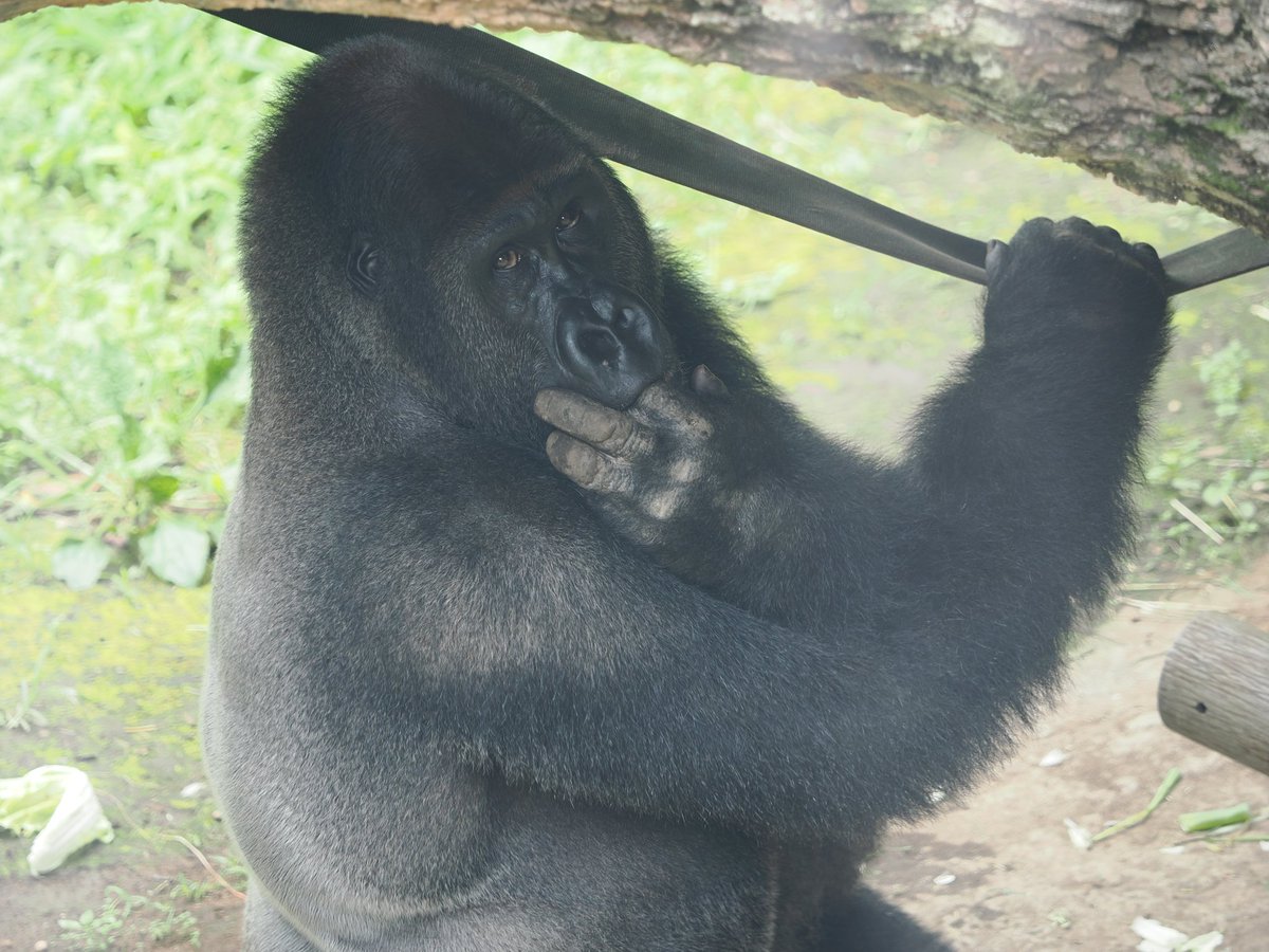 ponsemu's tweet photo. 2026.07.07.上野動物園。

マヌルネコ以外。

アジアゾウ、久しぶりにメスの写真撮った。

スマトラトラ子供２頭。

ニシローランドゴリラ。

そろそろ時間で見れなくなるか、北極クマ。 https://t.co/6J4C27xkgn