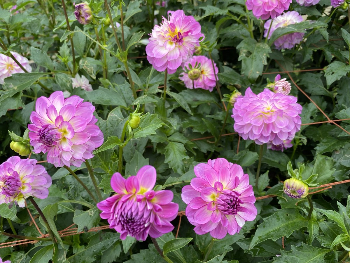 ダリアページ 22-483」 #ダリア #dahlia #花 #flower