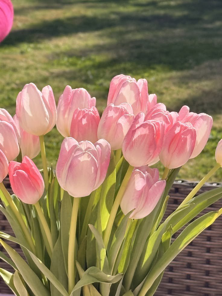 himmbeereneis's tweet photo. Good morning fun fact: Himmler really loved tulips😝 https://t.co/6Kh4CkajKd