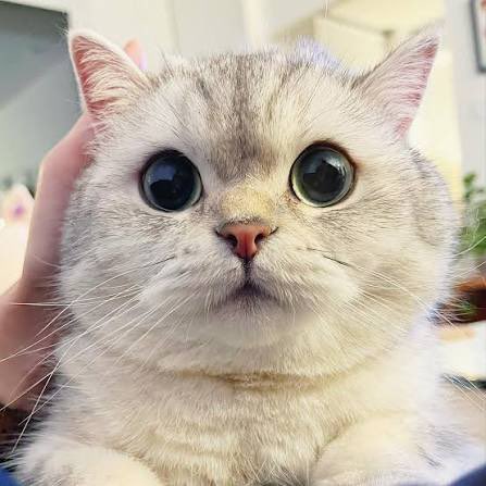 jdmarried's tweet photo. Find the cat

#JoongDunk #DunkNatachai https://t.co/EyRrzXGJpG